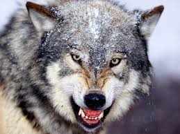 گرگي که زوزه ميکشد : شخصي ميخواهد از شما سبقت بگيرد