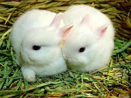 ديدن خرگوشهاي سفيد در خواب ، علامت وفاداري در امور عاشقانه است