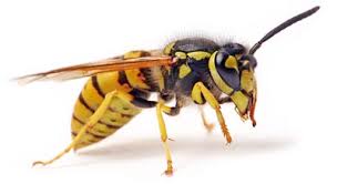 اگر زنبور بسيار در خانه خود جمع بيند، دليل كه او را با زني سخن چين شغلي افتد.