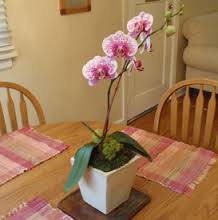 گلدان ارکیده گاهی پوسیدگی ریشه ارکیده مدتها طول می کشد تا این گیاه را از بین ببرد و در طی این مدت گیاه رشدی نخواهد داشت.