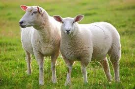 محمدبن سيرين گويد: ديدن گوسفند درخواب، دليل غنيمت است. اگر بيند كه گوسفند مي چرانيد، دليل كه بر قومي مهتري يابد. اگر ديد كه گوسفند بسيار داشت و دانست كه ملك اوست، دليل است كه نعمت بسيار حاصل كند