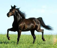 اگر ديد اسب برهنه بود. لكن مطيع او شد، دليل بر بزرگي و شرف او بود.