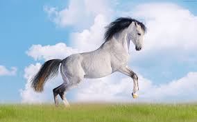 اگر دختري خواب ببيند سوار بر اسب سفيد از تپه ها بالا و پايين مي رود و فردي با اسب سياه او را تعقيب مي كند