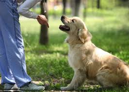 شما نمی توانید سگی را تربیت کنید در حالیکه توجه شما به این موضوع قابل قبول نباشد زمان آموزش و تربیت نباید طولانی باشد